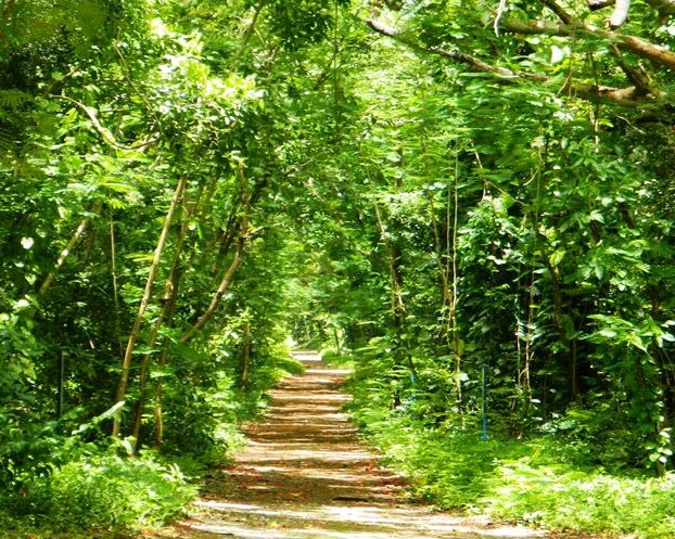 Bosque San Patricio, Guaynabo