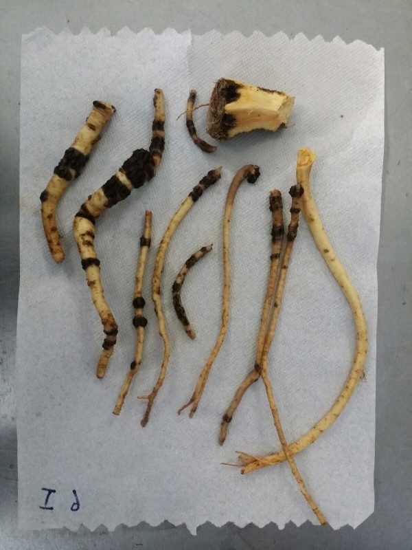 Identificación de Nematodos