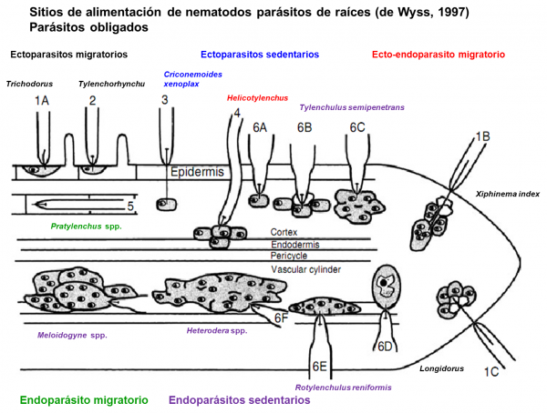 Identificación de Nematodos - Image 2