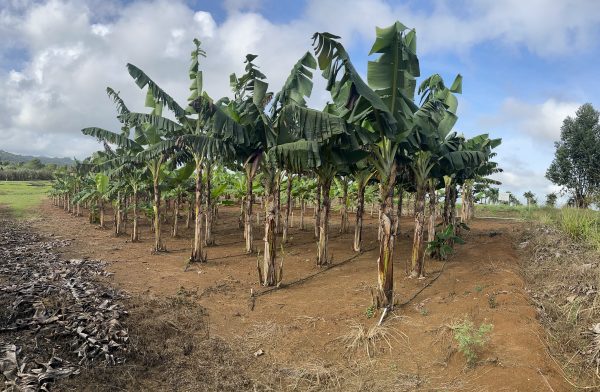 Plantulas de plátano / guineo