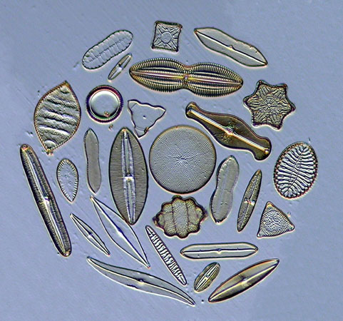 Nomarski Centro de Microscopia UPRRUM