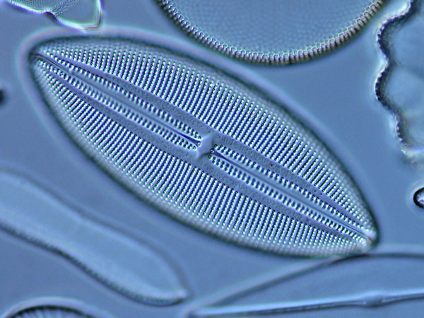 Nomarski Centro de Microscopia UPRRUM
