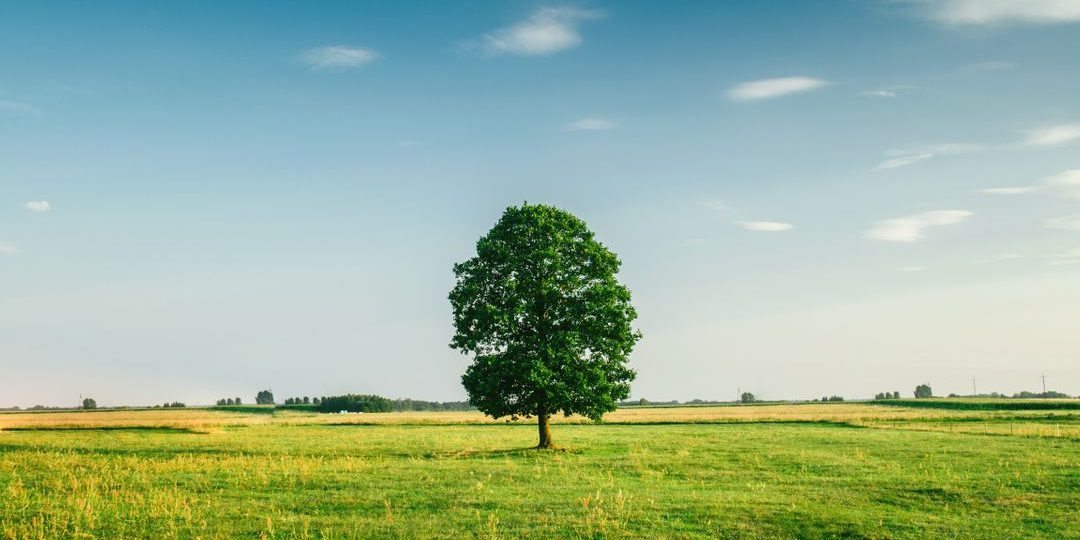 Tree in grass field