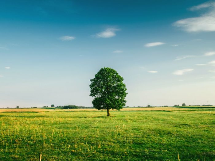 Tree in grass field
