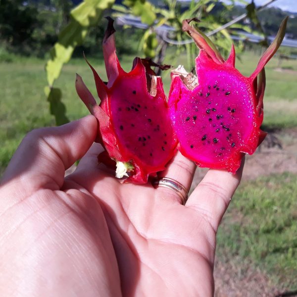 Dragon Fruits