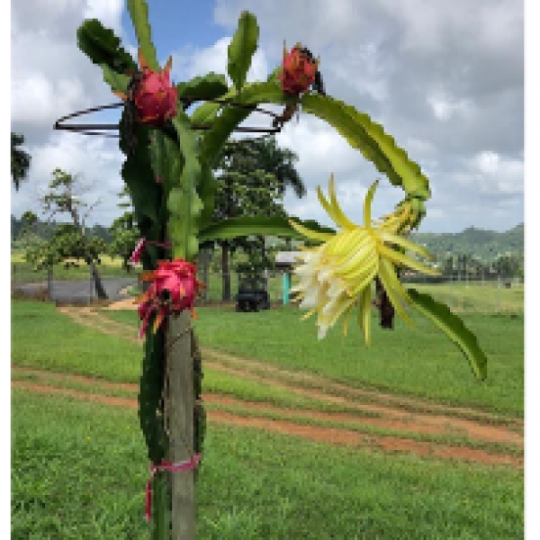 Dragon Fruits