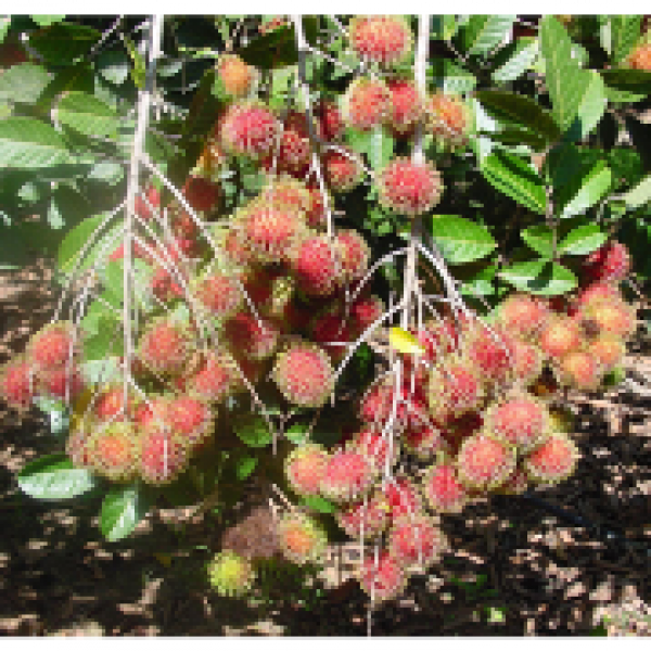 Lychee