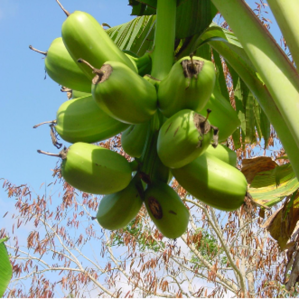 Platanos EEAC