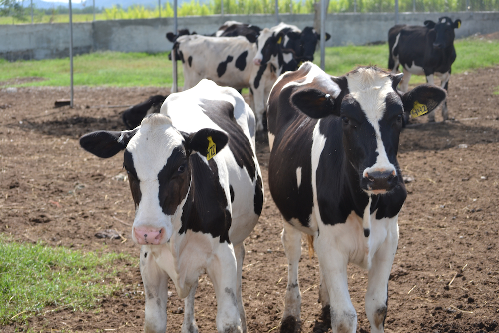 La Oficina de Investigaciones de la Estación Experimental Agrícola celebró el Primer simposio sobre las vacas pelonas en Puerto Rico. (Foto de Archivo) Vacas pelonas