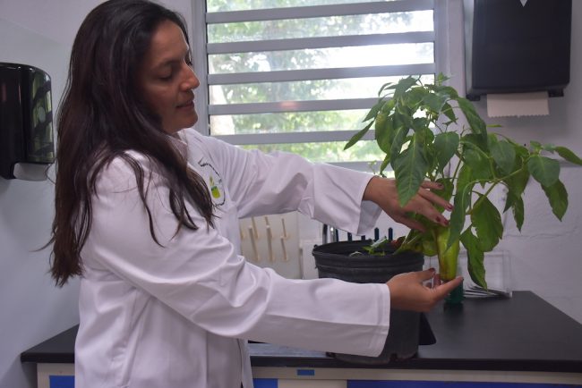 Tras la presentación, la doctora Martha C. Giraldo Zapata ofreció una visita guiada por la instalaciones. Foto Mariam Ludim Rosa/Prensa RUM Fitopatología