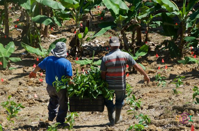 Agentes agrícolas del SEA instruyeron a los presentes de la forma adecuada de la siembra. Foto Juan Molina/SEA Siembra de café