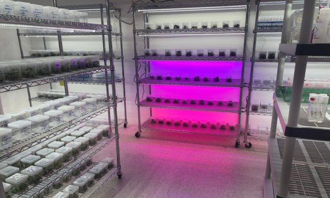 El Laboratorio de Biotecnología y Patología Vegetal trabaja en la detección de patógenos de plantas y su manejo a nivel de campo. (Foto por Azyadeth Vélez Candelario/Prensa RUM)