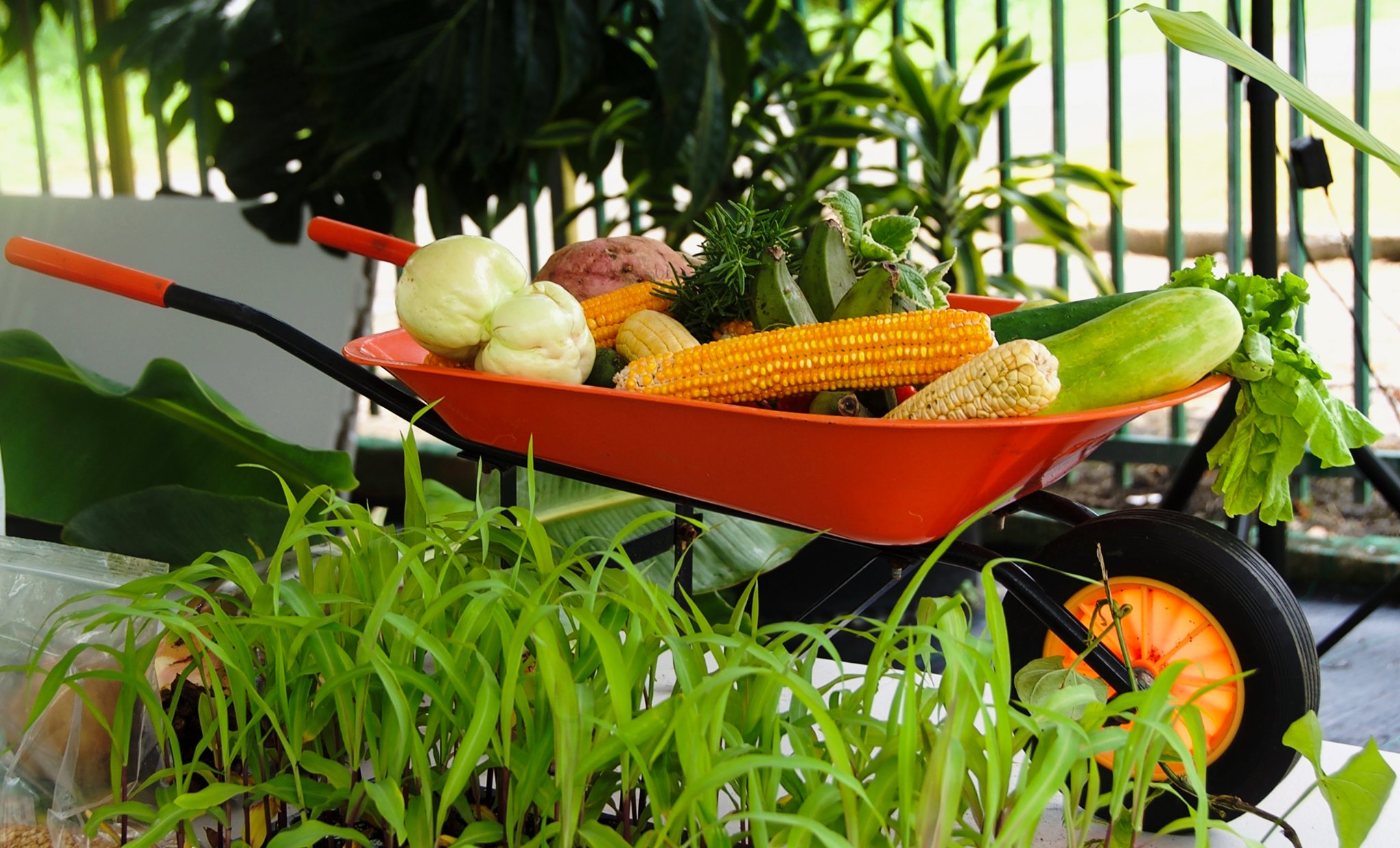 Puerto Rico depende del 85 al 90 por ciento de alimentos importados, por lo que no lo controlamos y estamos sujetos a lo que pase a nivel mundial. Foto SEA-Oficial Seguridad Alimentaria