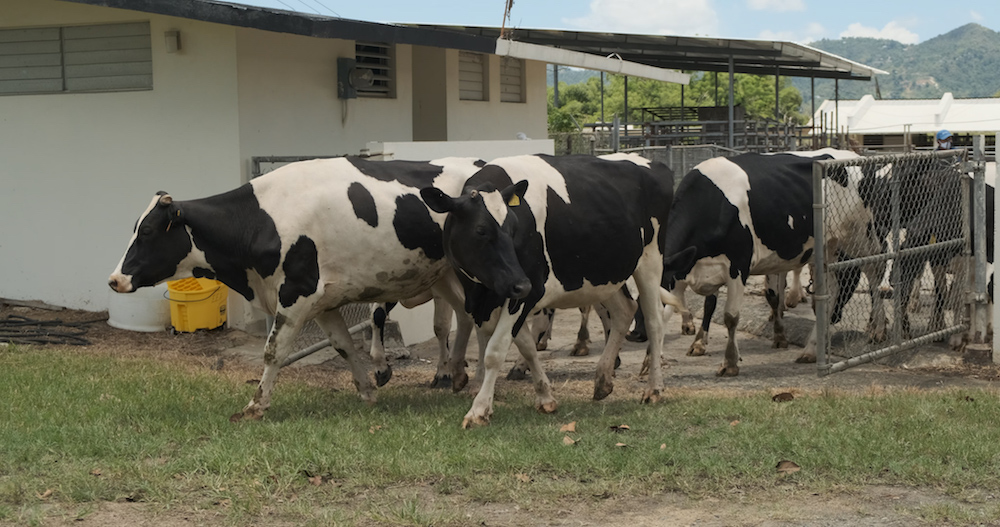 El Recinto Universitario de Mayagüez (RUM) de la Universidad de Puerto Rico (UPR), recibió una subvención de $750 mil del Departamento de Agricultura de Puerto Rico (DA) para desarrollar el Centro de Investigación de Reproducción Animal Tropical (CIRAT), adscrito a la Estación Experimental Agrícola del Colegio de Ciencias Agrícolas (CCA) del RUM.