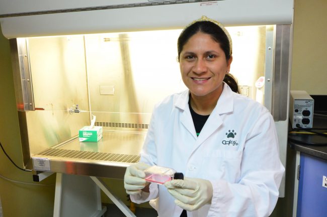 La estudiante doctoral Yareni Patricia Lara Rodríguez, del Departamento de Ingeniería Mecánica (INME), con investigación en Bioingeniería, del Recinto Universitario de Mayagüez (RUM) de la Universidad de Puerto Rico (UPR), es una pionera en su campo, al ser la primera candidata doctoral en el mencionado Departamento, tras presentar exitosamente su examen oral preliminar. Carlos Díaz/Prensa RUM Doctoral student Yareni Patricia Lara Rodríguez, from the Department of Mechanical Engineering (INME, by its acronym in Spanish), at the Mayagüez Campus of the University of Puerto Rico (UPR), whose research concentration is in Bioengineering, is a pioneer in her field, becoming the Department’s first doctoral candidate, after successfully presenting her preliminary oral exam and obtaining, during the past semester, several important and prestigious scholarships and international awards. INME