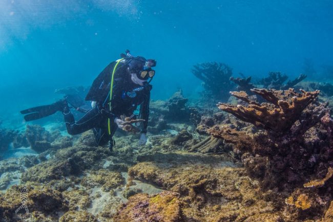 A través de su empresa Isla Mar Research Expeditions, con sede en Rincón, la científica ofrece cursos de campo en la disciplina de Ciencias Marinas y lleva a cabo investigaciones independientes para entidades federales, estatales y privadas. Suministrada Dra. Chelsea Anne Harms-Tuohy
