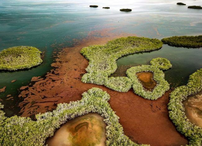 Desde el 2011, ha ocurrido un aumento repentino en la biomasa de sargazo en el Atlántico tropical y el Mar Caribe, lo que provoca acumulaciones masivas de esta alga. (Suministrada)