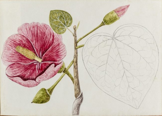 Acuarela sobre papel de Agustín Stahl de la Gossypium hirsutum. Parte de la obra permanente del RUM. Suministrada Agustin Stahl