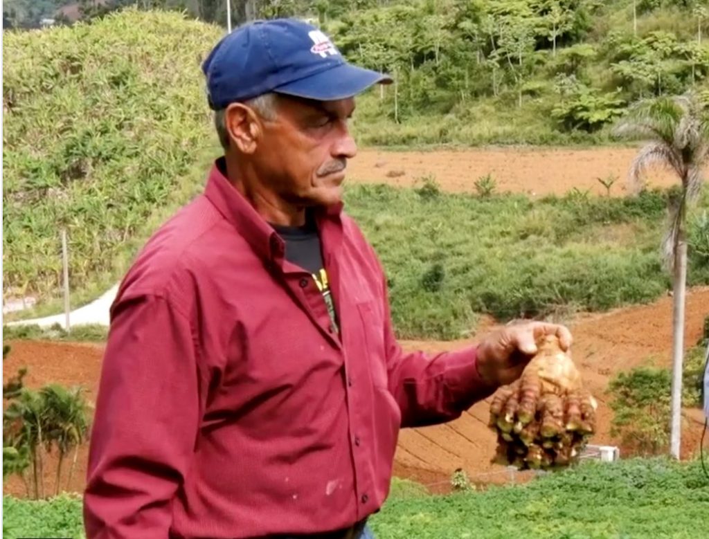 El Laboratorio de Fitopatología de Cultivos de Tejidos, adscrito a la Estación Experimental Agrícola (EEA), en Río Piedras, del Colegio de Ciencias Agrícolas del Recinto Universitario de Mayagüez (RUM), fue el anfitrión del Segundo Encuentro Latinoamericano y del Caribe de Arracacia (apio criollo) (IIELCA). El evento se  llevó a cabo de manera virtual con la participación de investigadores de Colombia, Brasil, Ecuador, Perú, Venezuela y Puerto Rico, quienes compartieron los resultados de investigación y experiencias de cultivo con el apio.