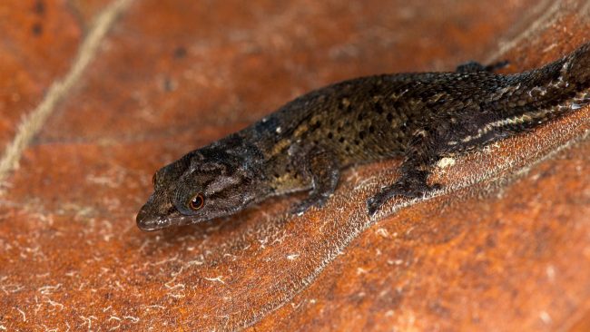 La nueva especie de salamanquita fue nombrada Sphaerodactylus verdeluzicola, para honrar la alegórica melodía Verde Luz, de la autoría de Antonio (El Topo) Cabán Vale. Foto José R. Almodóvar Rivera Sphaerodactylus verdeluzicola