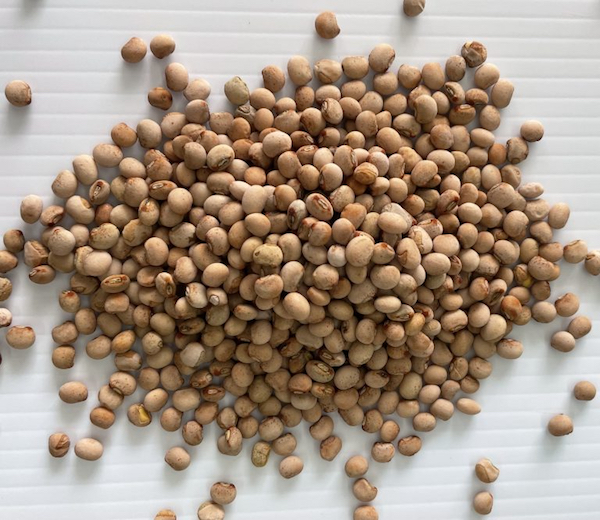 Bajo el lema La buena cosecha comienza con la mejor semilla, la Estación Experimental Agrícola (EEA) de Juana Díaz, adscrita al Colegio de Ciencias Agrícolas (CCA) del Recinto Universitario de Mayagüez (RUM), llevará a cabo la Primera feria de semillas de Puerto Rico. La actividad será el viernes, 2 de septiembre y el sábado, 3 de septiembre en los predios de la EEA de Juana Díaz.