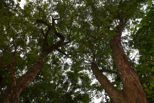 Es la primera zona de conservación denominada en el sistema de la UPR. Foto Carlos Díaz/Prensa RUM Cóbana negra