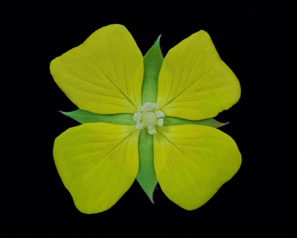 El MUSA, Museo de Arte del Recinto Universitario de Mayagüez (RUM), inaugurará la exposición Intimidad floral, del fotógrafo científico José R. Almodóvar Rivera, quien labora en el Departamento de Biología del RUM, el jueves, 9 de febrero a las 6:00 p.m.