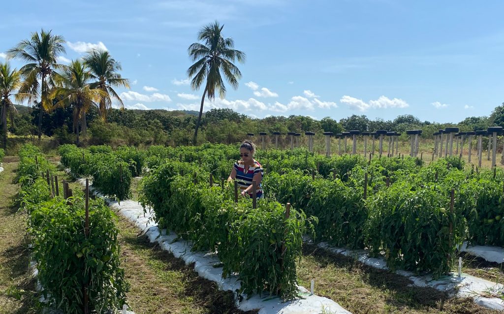 La doctora Ermita Hernández Heredia, catedrática asociada del Colegio de Ciencias Agrícolas del Recinto Universitario de Mayagüez (RUM), recibió una subvención de $149 mil del Departamento de Agricultura de los Estados Unidos (USDA), con el fin de colaborar con una investigación interagencial que busca controlar las enfermedades bacterianas del tomate y otros cultivos similares en Norteamérica y Puerto Rico.