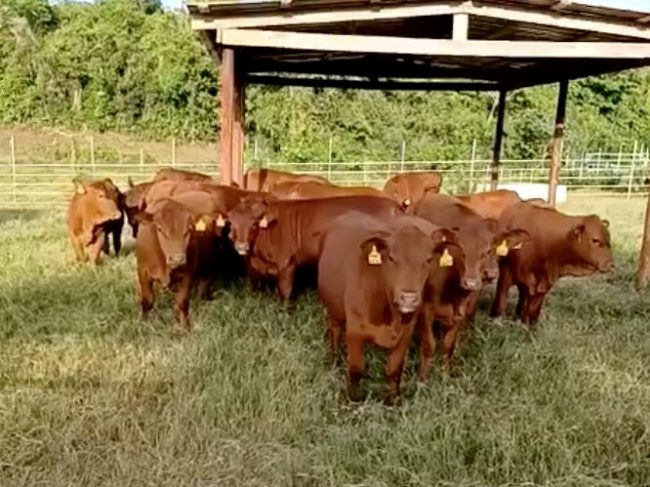 Estos animales fueron adquiridos por el ganadero puertorriqueño Andrés Ruiz para llevarlos a la feria ganadera de la República Dominicana. Foto captura Senepol
