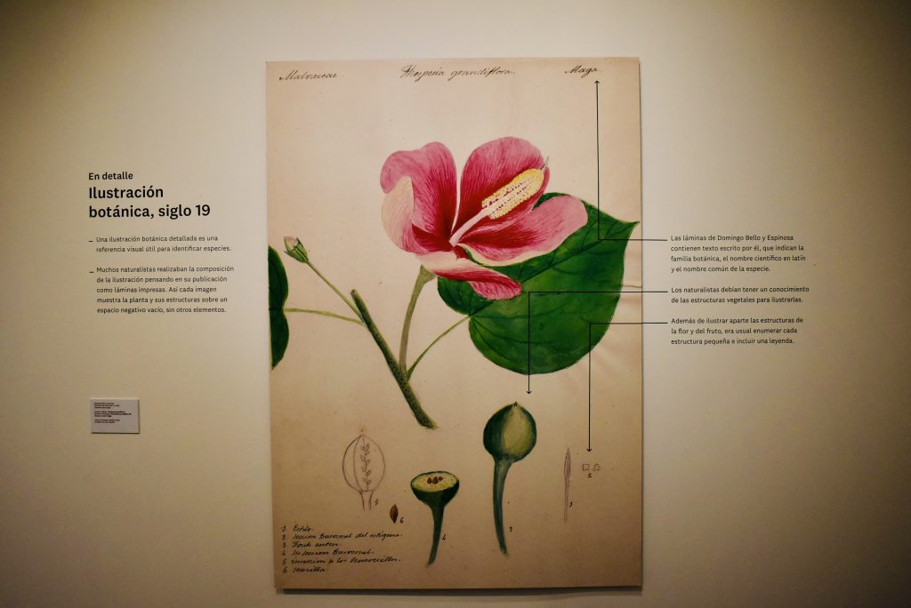 El Museo de Arte del Recinto Universitario de Mayagüez (RUM), de la Universidad de Puerto Rico (UPR), conocido como MUSA, se unió a la celebración del Día Internacional de los Museos, que se celebró ayer 18 de mayo, con sus exposiciones Flora borinqueniana: Tres siglos de ilustraciones botánicas, curada por el doctor Eugenio Santiago Valentín e Intimidad floral, del fotógrafo científico José R. Almodóvar Rivera, ambas relacionadas con el tema seleccionado este año por el Consejo Internacional de Museos (ICOM): Museos, sostenibilidad y bienestar.