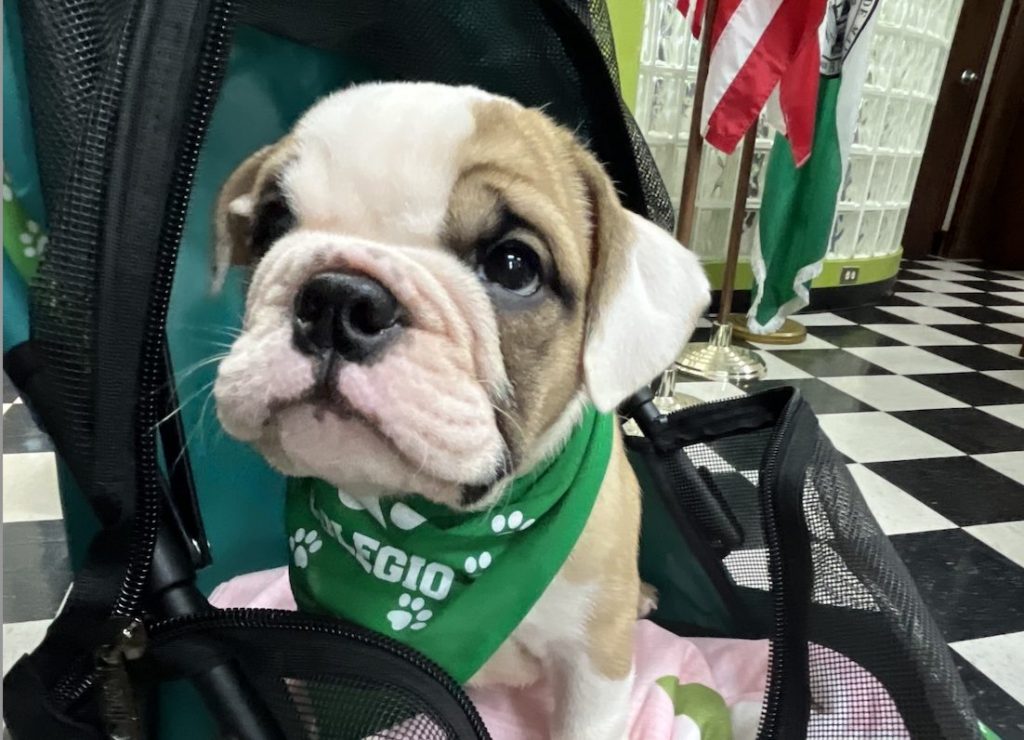 El Recinto Universitario de Mayagüez (RUM) le dio la bienvenida a una nueva mascota: Jane IX, una perrita Bulldog, donada a la Oficina de Exalumnos y Filantropía del RUM por la Asociación Dominicana de Exalumnos del Recinto Universitario de Mayagüez (ADECAAM).