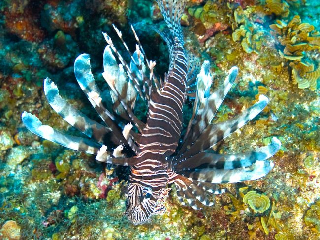 El festival será el domingo, 10 de marzo desde las 5:00 p.m. en Plaza del Pescador en el Barrio Playa,  Guayanilla. Suministrada El festival será el domingo, 10 de marzo desde las 5:00 p.m. en Plaza del Pescador en el Barrio Playa, Guayanilla. Suministrada