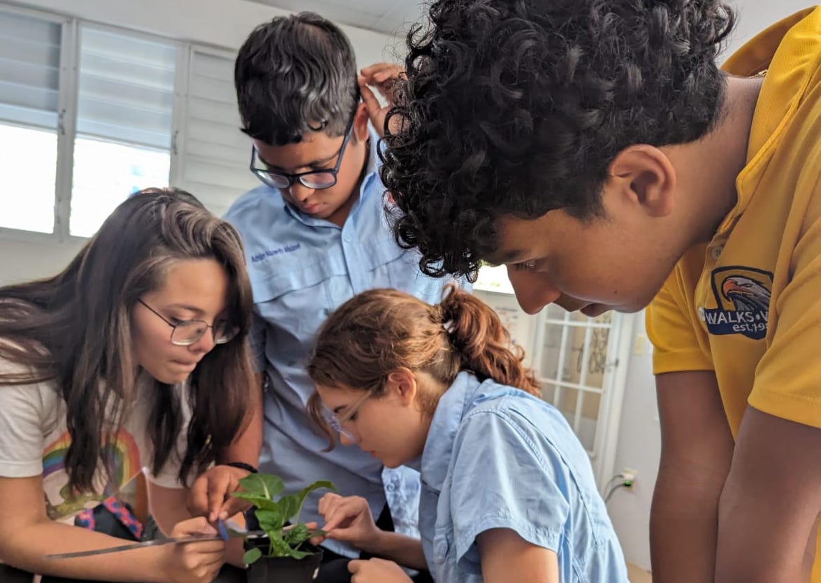 Portada El proyecto de los estudiantes mayagüezanos constó en buscar mejorar las condiciones de crecimiento de dos cultivos juntos para maximizar la producción de la masa comestible. Sumini