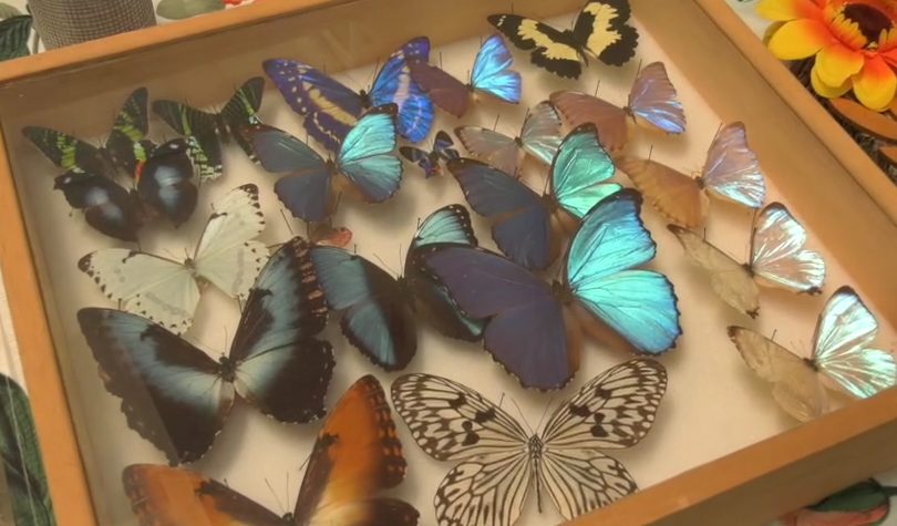 Foto con unas mariposas de distintos colores que se tomó en el Simposio de Biología. Foto con unas mariposas de distintos colores que se tomó en el Simposio de Biología.