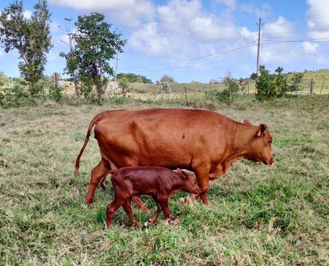 428627800_1312588566268809_6908031311143314182_n