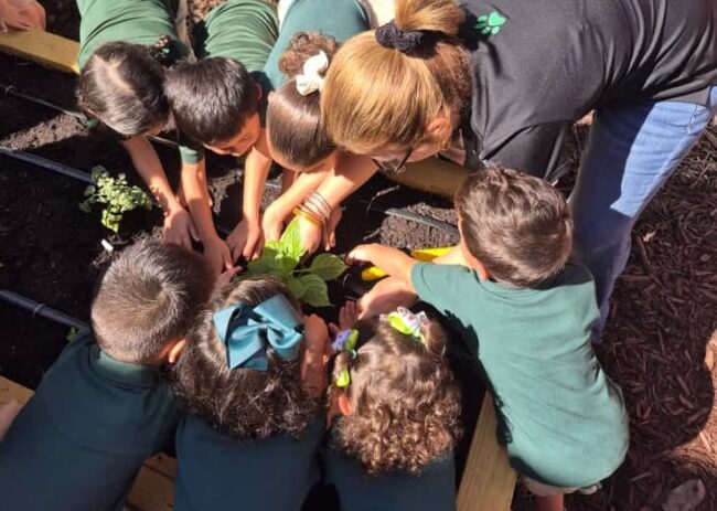 Este huerto se integra al modelo educativo del Preescolar como un recurso que facilita el aprendizaje activo y el desarrollo de destrezas fundamentales. Suministrada