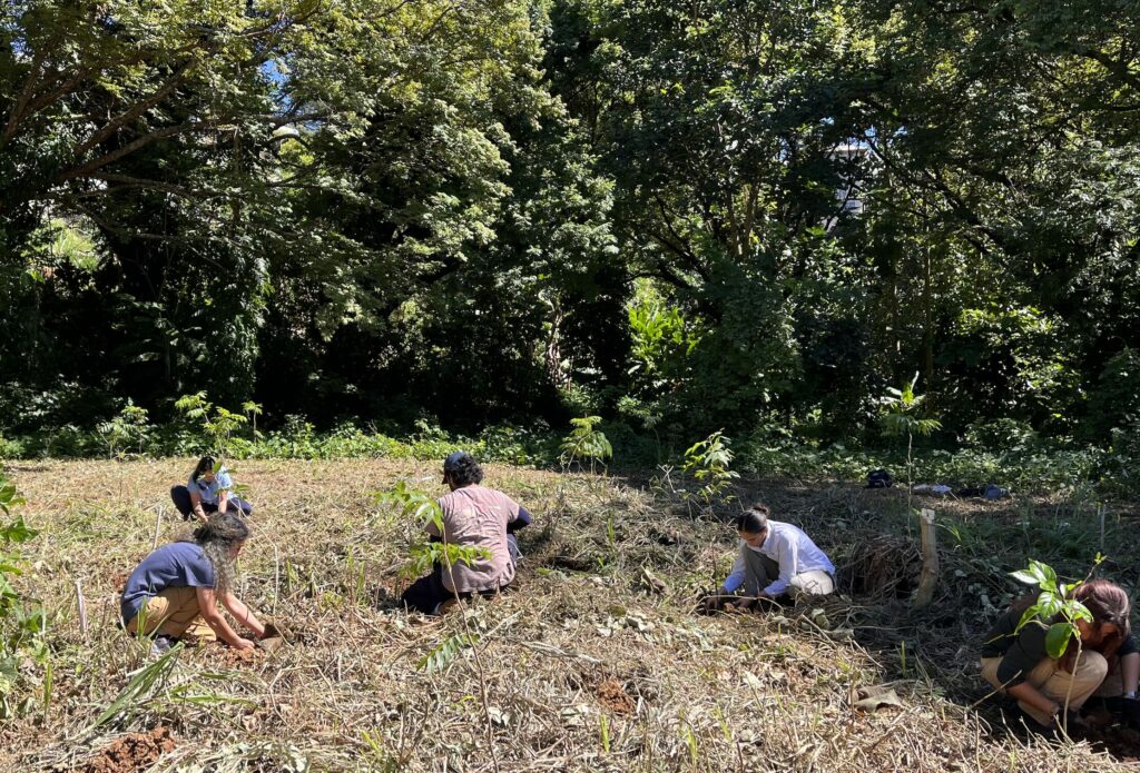 Una docena de estudiantes del Colegio de Ciencias Agrícolas del Recinto Universitario de Mayagüez (RUM) participó en una jornada de siembra en la Zona de Conservación de Cóbanas Negras, detrás del edificio Jesús T. Piñero. Suministrada