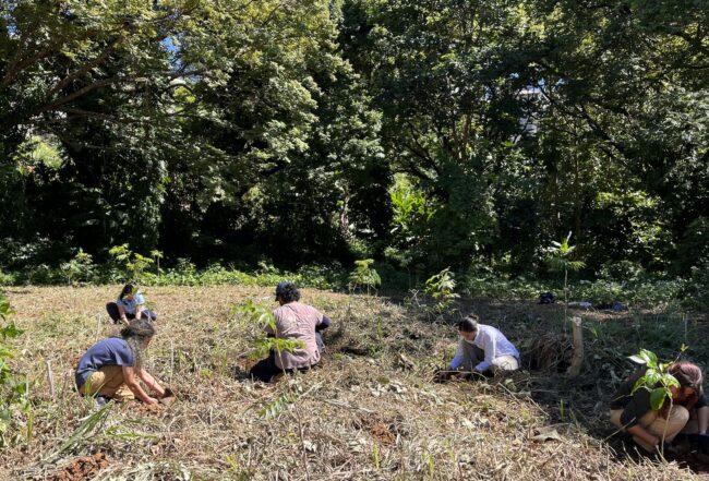 Una docena de estudiantes del Colegio de Ciencias Agrícolas del Recinto Universitario de Mayagüez (RUM) participó en una jornada de siembra en la Zona de Conservación de Cóbanas Negras, detrás del edificio Jesús T. Piñero. Suministrada