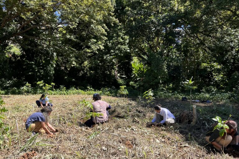 Una docena de estudiantes del Colegio de Ciencias Agrícolas del Recinto Universitario de Mayagüez (RUM) participó en una jornada de siembra en la Zona de Conservación de Cóbanas Negras, detrás del edificio Jesús T. Piñero. Suministrada Una docena de estudiantes del Colegio de Ciencias Agrícolas del Recinto Universitario de Mayagüez (RUM) participó en una jornada de siembra en la Zona de Conservación de Cóbanas Negras, detrás del edificio Jesús T. Piñero. Suministrada