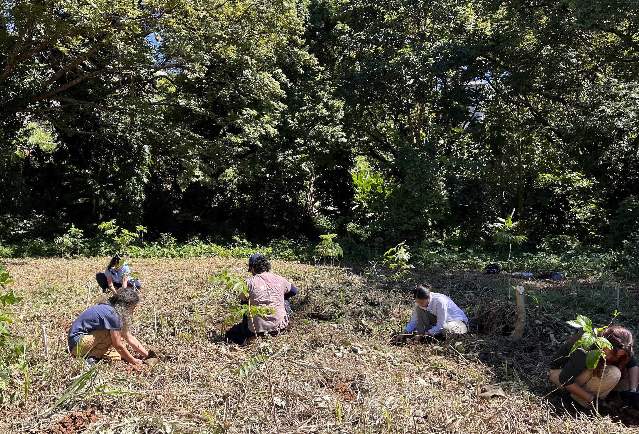 Una docena de estudiantes del Colegio de Ciencias Agrícolas del Recinto Universitario de Mayagüez (RUM) participó en una jornada de siembra en la Zona de Conservación de Cóbanas Negras, detrás del edificio Jesús T. Piñero. Suministrada Una docena de estudiantes del Colegio de Ciencias Agrícolas del Recinto Universitario de Mayagüez (RUM) participó en una jornada de siembra en la Zona de Conservación de Cóbanas Negras, detrás del edificio Jesús T. Piñero. Suministrada