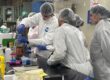 Los participantes se exponen a procesos que no suelen integrarse en los cursos académicos, como cuartos limpios, control de calidad, transformación genética, fermentación y purificación de proteínas recombinantes. Suministrada