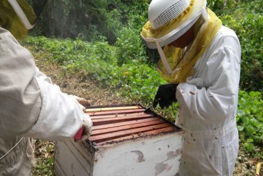 A ayudar a las abejas tras María