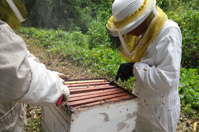 A ayudar a las abejas tras María