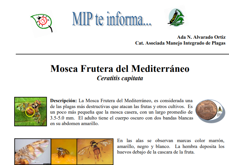 Mosca frutera del Mediterráneo