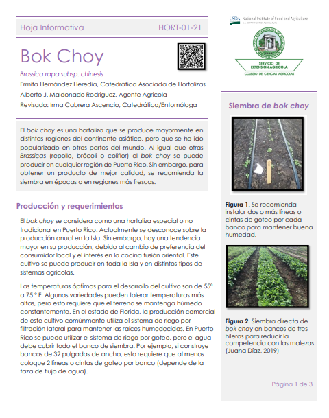 Hoja Informativa Bok Choy