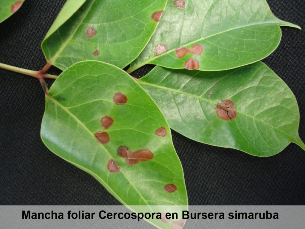 Mancha Foliar (Cercospora sp.) - Servicio de Extensión Agrícola