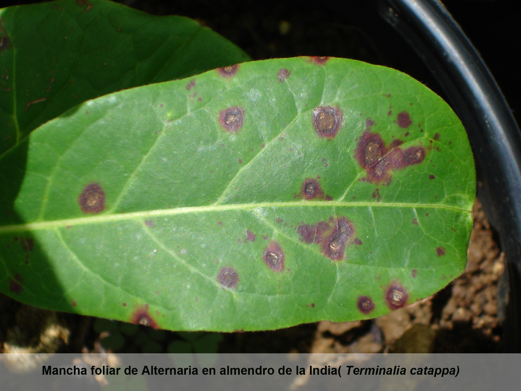 Mancha foliar de Alternaria en almendro de la India (Terminalia catappa) Mancha foliar de Alternaria en almendro de la India (Terminalia catappa)