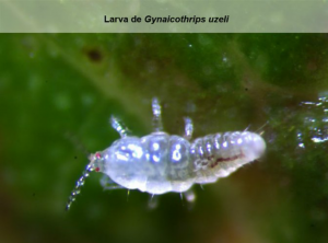10 larva de gynaicothrips