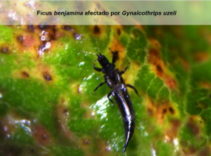 11 ficus benjamina afectado por gynaicothrips