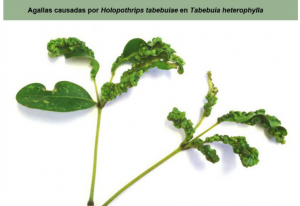 14 agallas causadas por holoporthrips